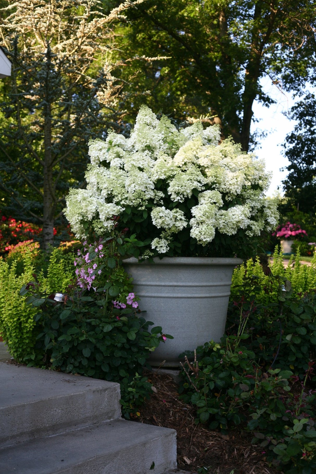 Lush white panicle hydrangea in a large gray stone planter beside garden steps, surrounded by green foliage and pink flowers.