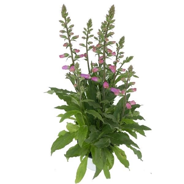 Panther Foxglove - Nature Hills Nursery - #1 Container 2 Pack - 