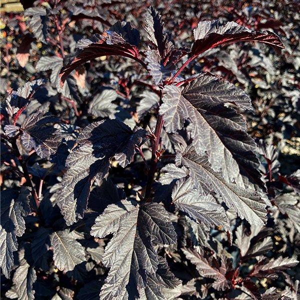 Panther® Ninebark - Nature Hills Nursery - #5 Container - 