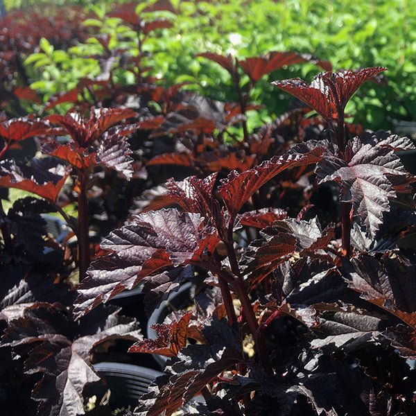 Panther® Ninebark - Nature Hills Nursery - #5 Container - 