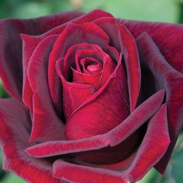 Papa Meilland&reg; Hybrid Tea Rose - Nature Hills Nursery - #3 Container - 