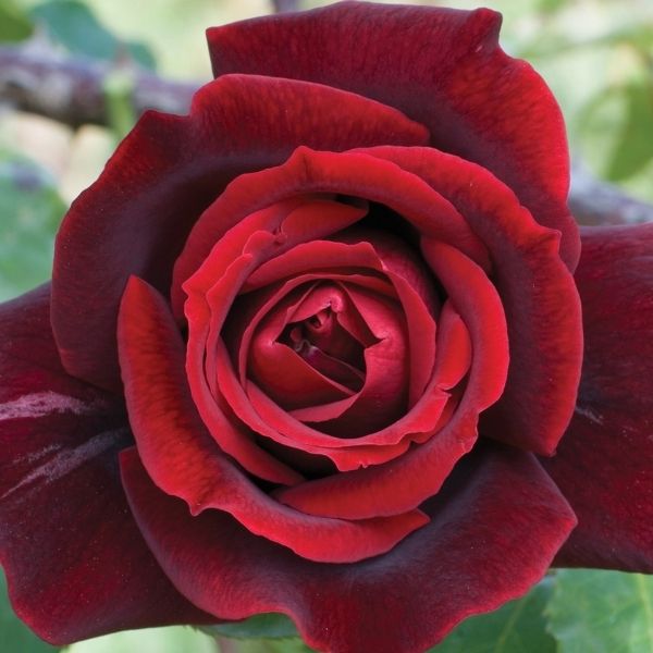 Papa Meilland&reg; Hybrid Tea Rose - Nature Hills Nursery - #3 Container - 