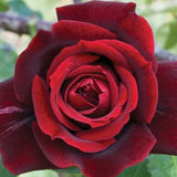 Papa Meilland&reg; Hybrid Tea Rose - Nature Hills Nursery - #3 Container - 