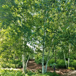 Close-up of yellow betula flowers on Paper Birch Tree blooming in late spring.