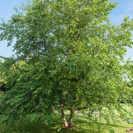 Paper Birch Tree (Betula papyrifera), a tree featuring yellow flowers and deciduous.
