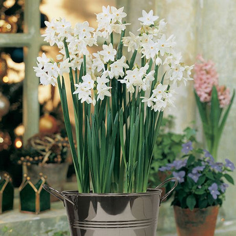 Paperwhite Decorative Planter - Nature Hills Nursery - 1 Pack Bulb - 