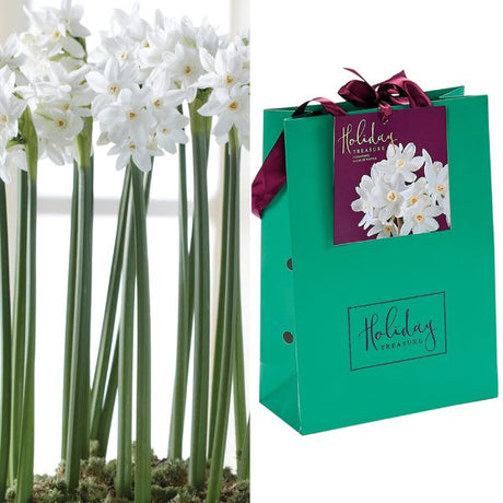 Paperwhites Gift Bag - Nature Hills Nursery - 1 Pack Bulb - 
