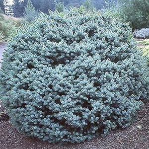 Papoose Sitka Spruce - Nature Hills Nursery - #1 Container - 