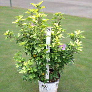 Potted plant with a height measurement stick in a garden setting