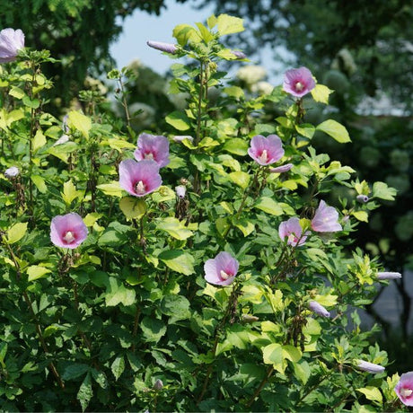 Paraplu Adorned® Rose of Sharon - Bush - Nature Hills Nursery - 1 Container - 