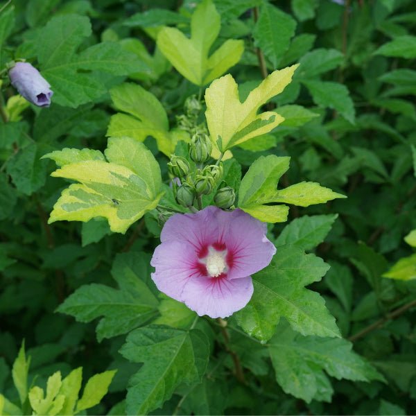 Paraplu Adorned® Rose of Sharon - Bush - Nature Hills Nursery - 1 Container - 