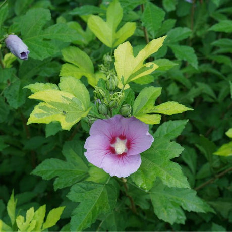 Paraplu Adorned® Rose of Sharon - Bush - Nature Hills Nursery - 1 Container - 