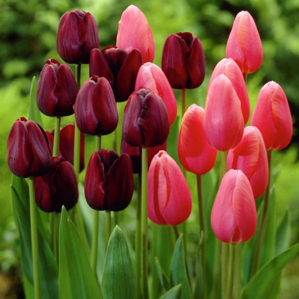 Park Avenue Tulip Blend - Nature Hills Nursery - 15 Pack Bulbs - 
