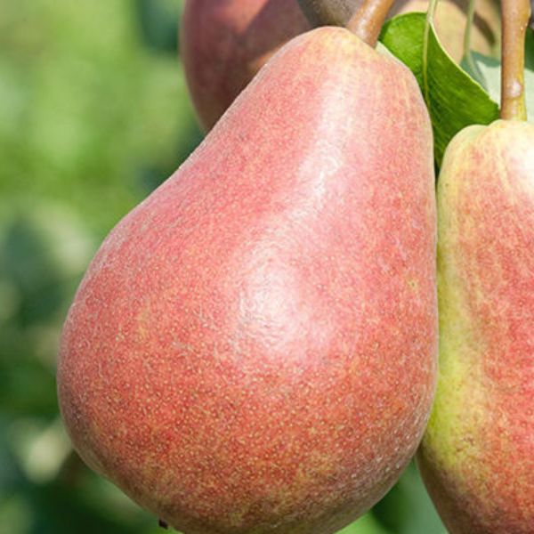 Parker Pear - Nature Hills Nursery - 4 - 5 Feet Bareroot Semi - Dwarf Height - 