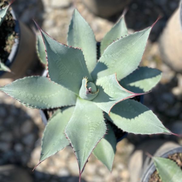 Parry's Agave - Nature Hills Nursery - #5 Container - 