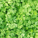 English Thyme, Parsley, and Oregano 3 Pack