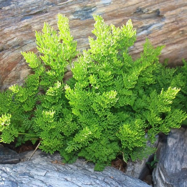 Parsley Fern - Nature Hills Nursery - #1 Container - 