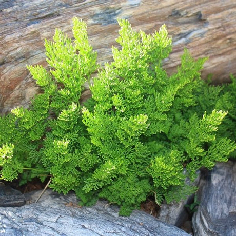 Parsley Fern - Nature Hills Nursery - #1 Container - 