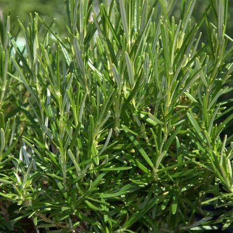 Parsley, Rosemary, and Basil 3 Pack - Nature Hills Nursery - 3 Pint Pack - 