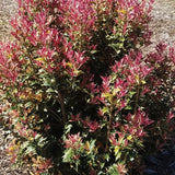 Party Lights™ Osmanthus - Nature Hills Nursery - #2 Container - 