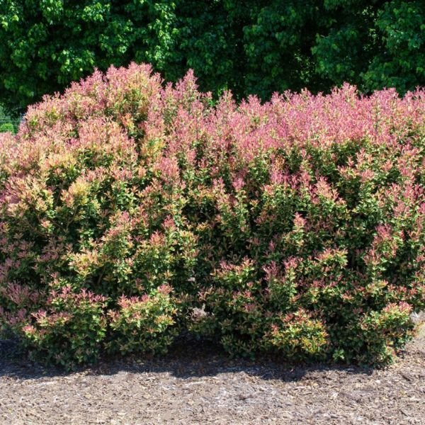 Party Lights™ Osmanthus - Nature Hills Nursery - #2 Container - 