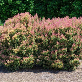 Party Lights™ Osmanthus - Nature Hills Nursery - #2 Container - 