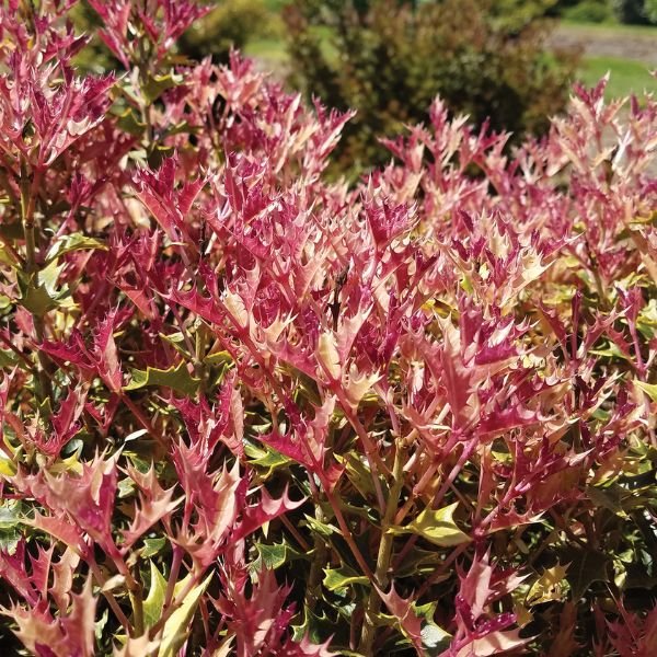 Party Lights™ Osmanthus - Nature Hills Nursery - #2 Container - 