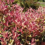 Party Lights™ Osmanthus - Nature Hills Nursery - #2 Container - 