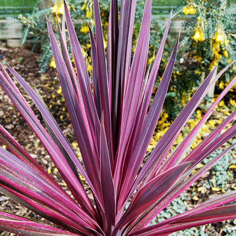 Paso Doble Cordyline (Cordyline australis 'Paso Doble'), a shrub featuring white flowers and broad-leaved evergreen.