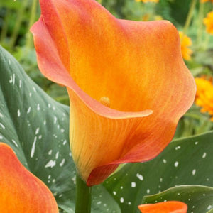 Passion Fruit Calla Lily - Nature Hills Nursery - 5 Pack Bulbs - 