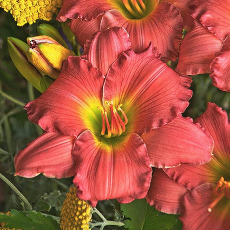 Passionate Returns Daylily - Nature Hills Nursery - #1 Container - 