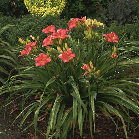Passionate Returns Daylily - Nature Hills Nursery - #1 Container - 