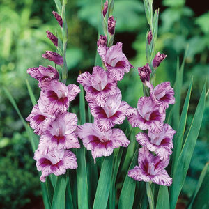 Passos Gladiolus - Nature Hills Nursery - 12 Pack Bulbs - 