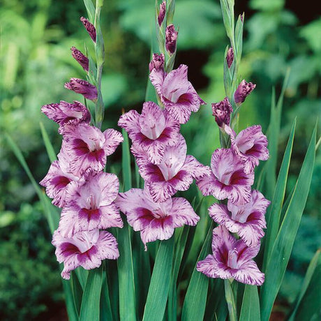 Passos Gladiolus - Nature Hills Nursery - 12 Pack Bulbs - 