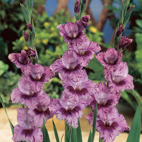 Passos Gladiolus - Nature Hills Nursery - 12 Pack Bulbs - 