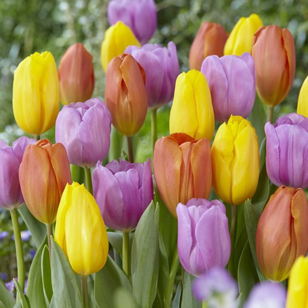 Pastel Parade Tulip Blend - Nature Hills Nursery - 15 Pack Bulbs - 