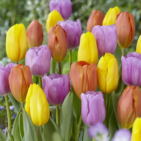 Pastel Parade Tulip Blend - Nature Hills Nursery - 15 Pack Bulbs - 