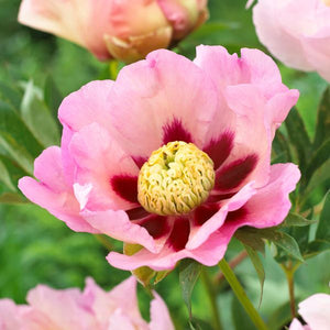 Pastel Splendor Peony - Nature Hills Nursery - Bare Root Peony - 