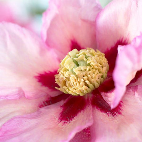 Pastel Splendor Peony