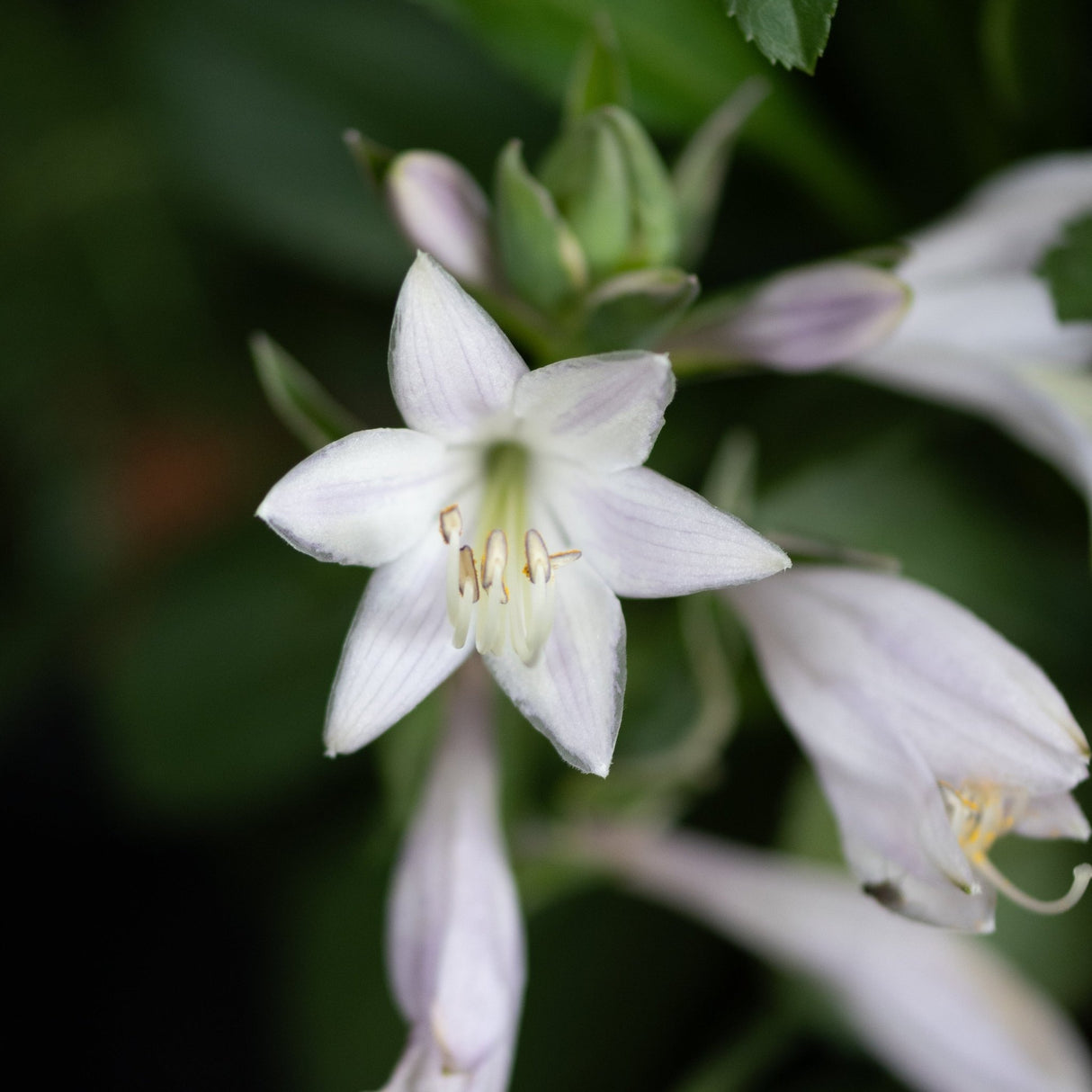 Patriot Hosta white star-shaped flower in close-up detail, with buds and soft lavender petals visible.