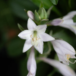 Patriot Hosta white star-shaped flower in close-up detail, with buds and soft lavender petals visible.