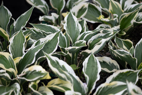 Patriot Hosta plants with deep green leaves edged in crisp white and pale yellow, growing in a shaded garden bed.
