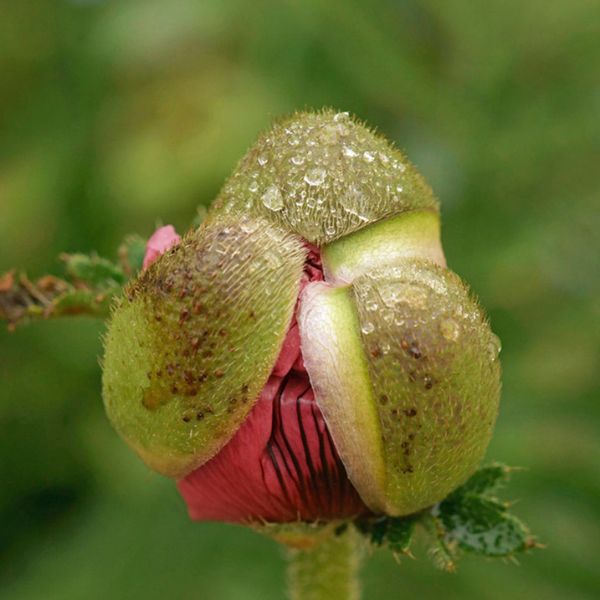 Patty's Plum Oriental Poppy - Nature Hills Nursery - 3 Pack Bareroot - 