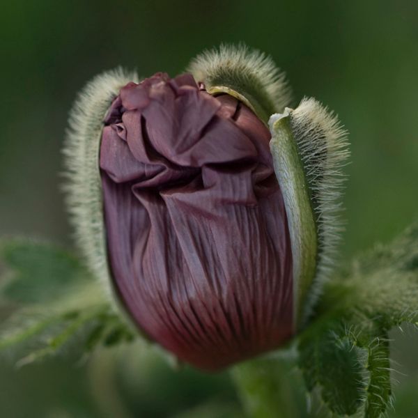 Patty's Plum Oriental Poppy - Nature Hills Nursery - 3 Pack Bareroot - 