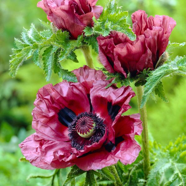 Patty's Plum Oriental Poppy - Nature Hills Nursery - 3 Pack Bareroot - 