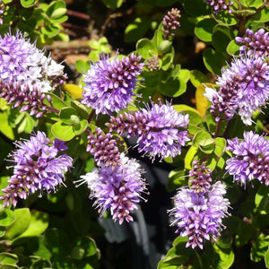 Patty's Purple Hebe - Nature Hills Nursery - #1 Container - 