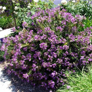 Patty's Purple Hebe - Nature Hills Nursery - #1 Container - 