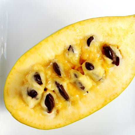 Close-up of red asimina flowers on Paw Paw blooming in late spring.