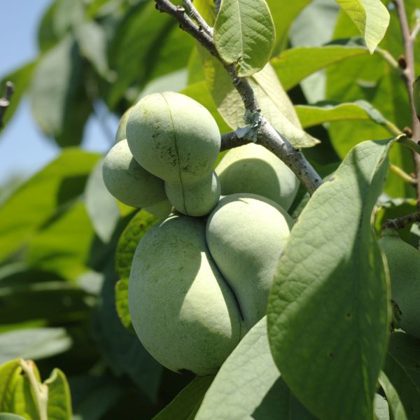 American Beauties Native Plants Paw Paw