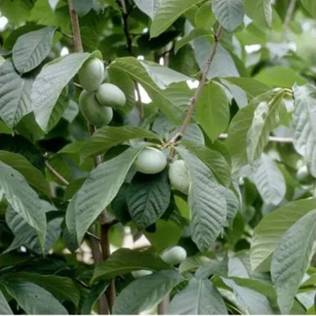 Paw Paw (Asimina triloba) growing in a garden landscape, showing mature tree form.